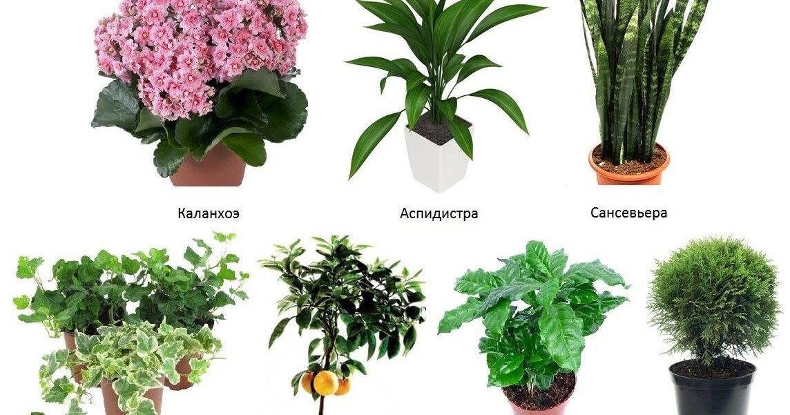 Комнатные цветы энциклопедия с фотографиями и названиями