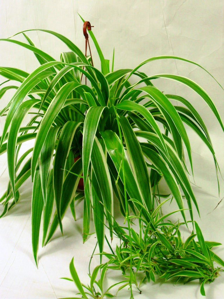 Комнатное растение с длинными листьями фото и название