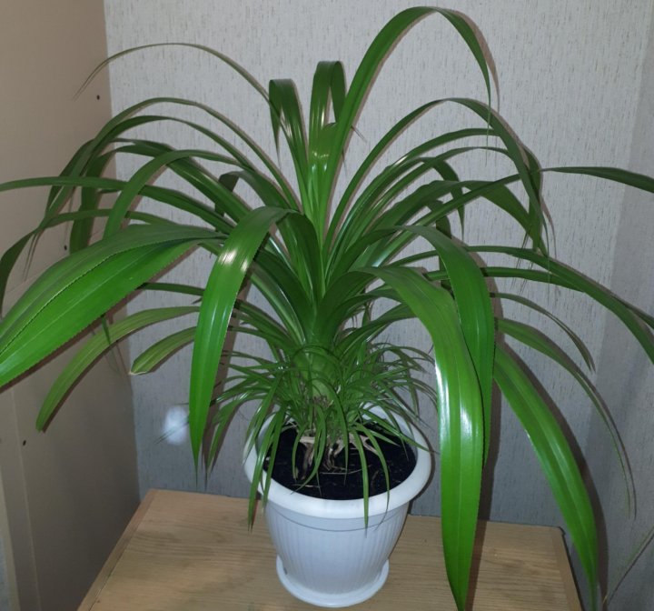 Комнатное растение с длинными листьями фото и название