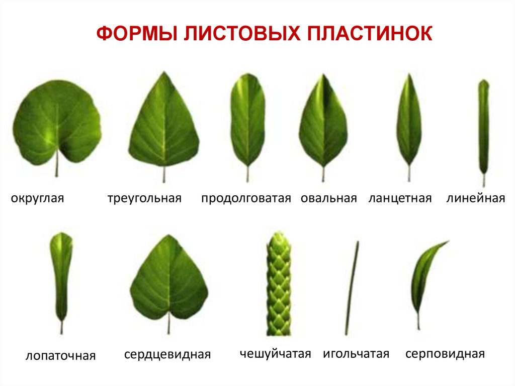 Как называется декоративная форма восходящая к рисунку листьев