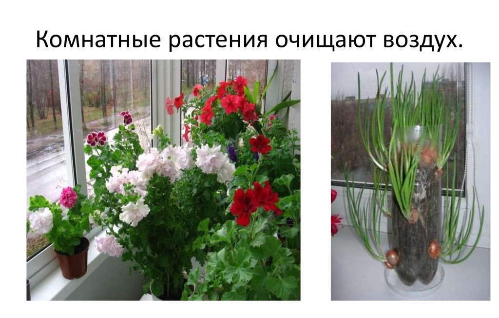 Комнатные цветы очищающие воздух в квартире с фото