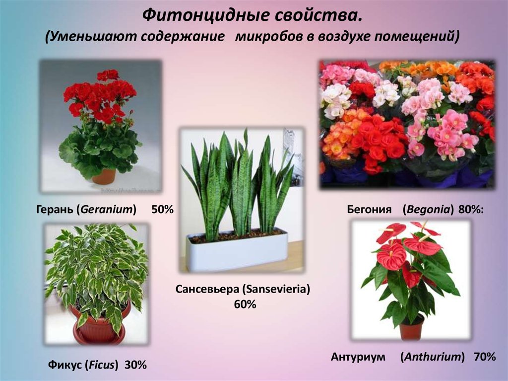 Комнатные растения список с фото и названиями и описанием