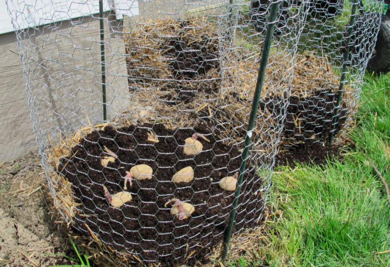 Potato tower garden layout