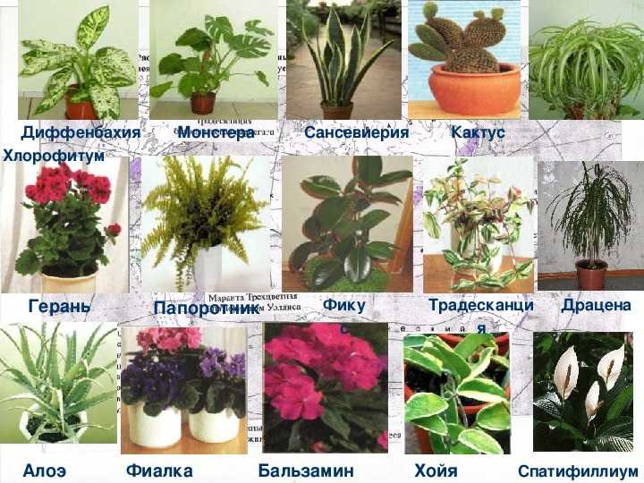 Комнатные цветы семенами каталог с фотографиями и названиями неприхотливые