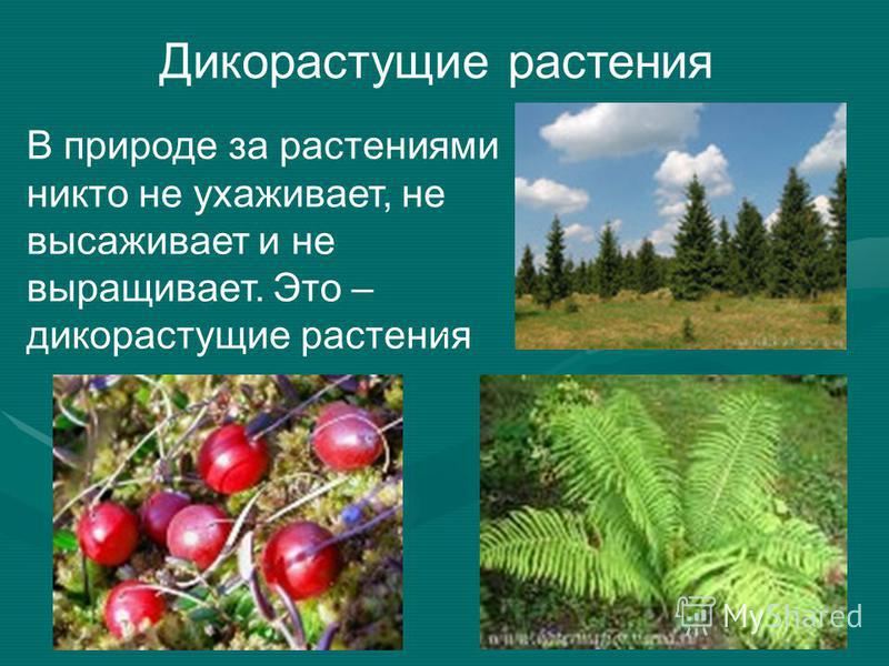 Технологии использования дикорастущих растений 5 класс технология презентация