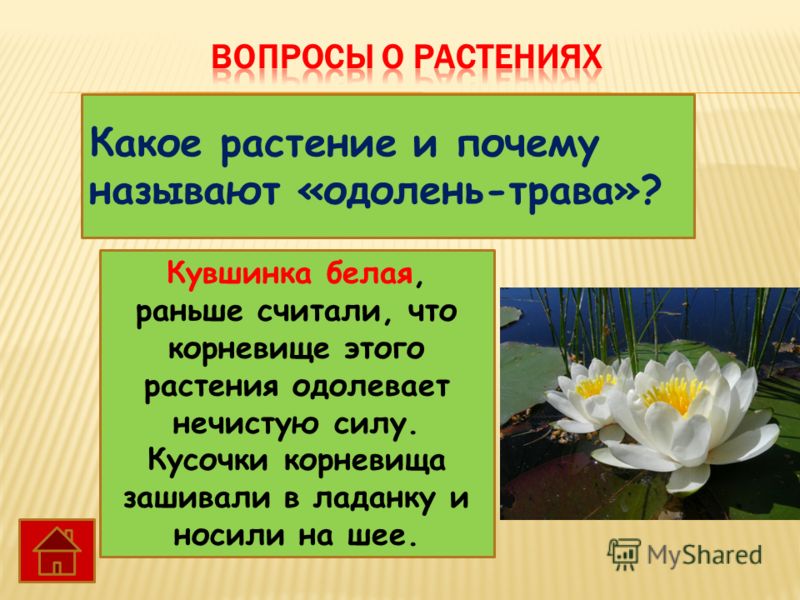 3 названия растений