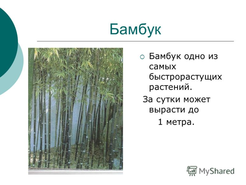 На сколько растет бамбук за сутки. Скорость роста бамбука. Бамбук сколько растет в сутки. С какой скоростью растет бамбук. Как растёт бамбук скорость.