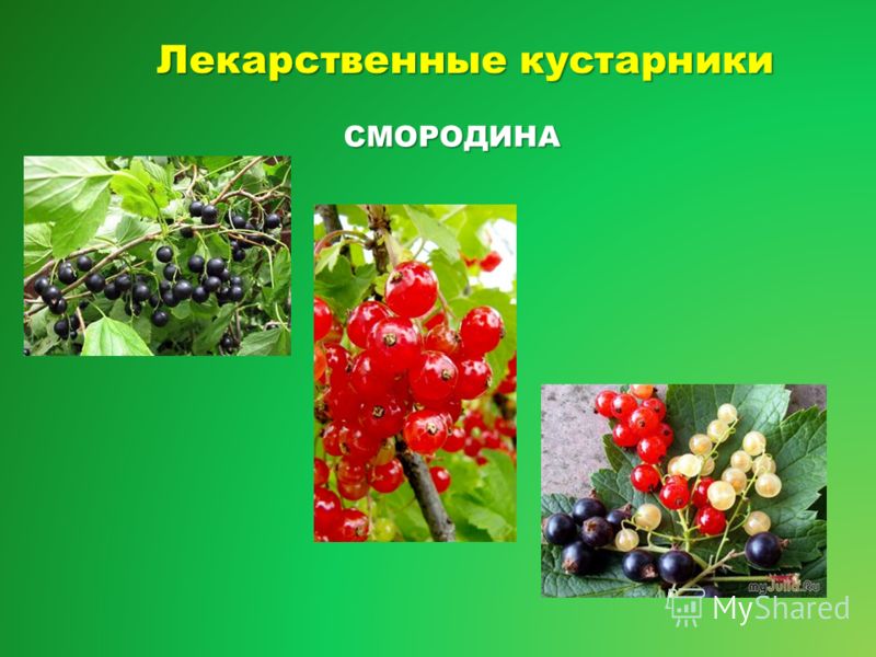 Укажите кустарник