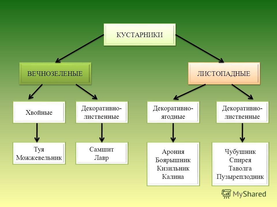 Конспект урока особенности лиственных растений 1 класс. Классификация кустарников. Кустарники лиственные и хвойные. Лиственные кустарники названия. Привмеры кустарничков.