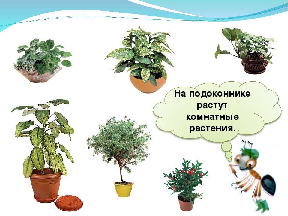 Какой цветок и почему. Что ра тет на подоконнике. Растения которые растут на подоконнике. Комнатные цветы в классе названия. 1 Комнатное растение.