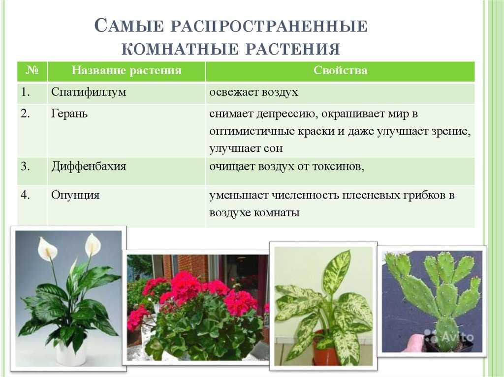 Все комнатные растения с фото и названиями