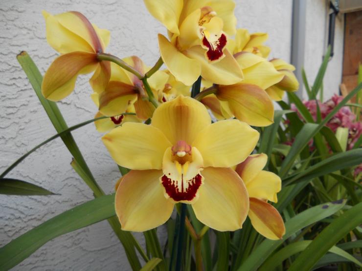 орхидея комнатная цветет зимой