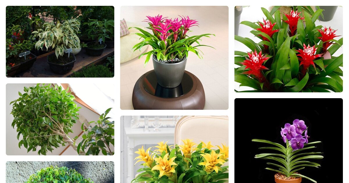 Тенелюбивые комнатные растения для прихожей и неприхотливые фото и название