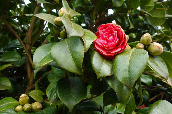 camellia winter flower