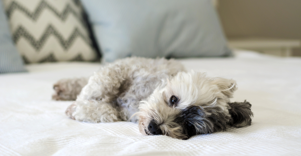 Black and white Havanese puppy resting on a comfy white bed with pillows in the background.