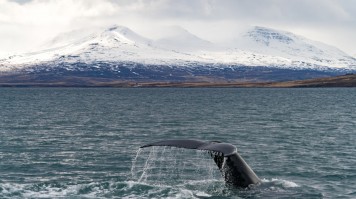 Akureyri is one of the prime spots for whale watching in Iceland