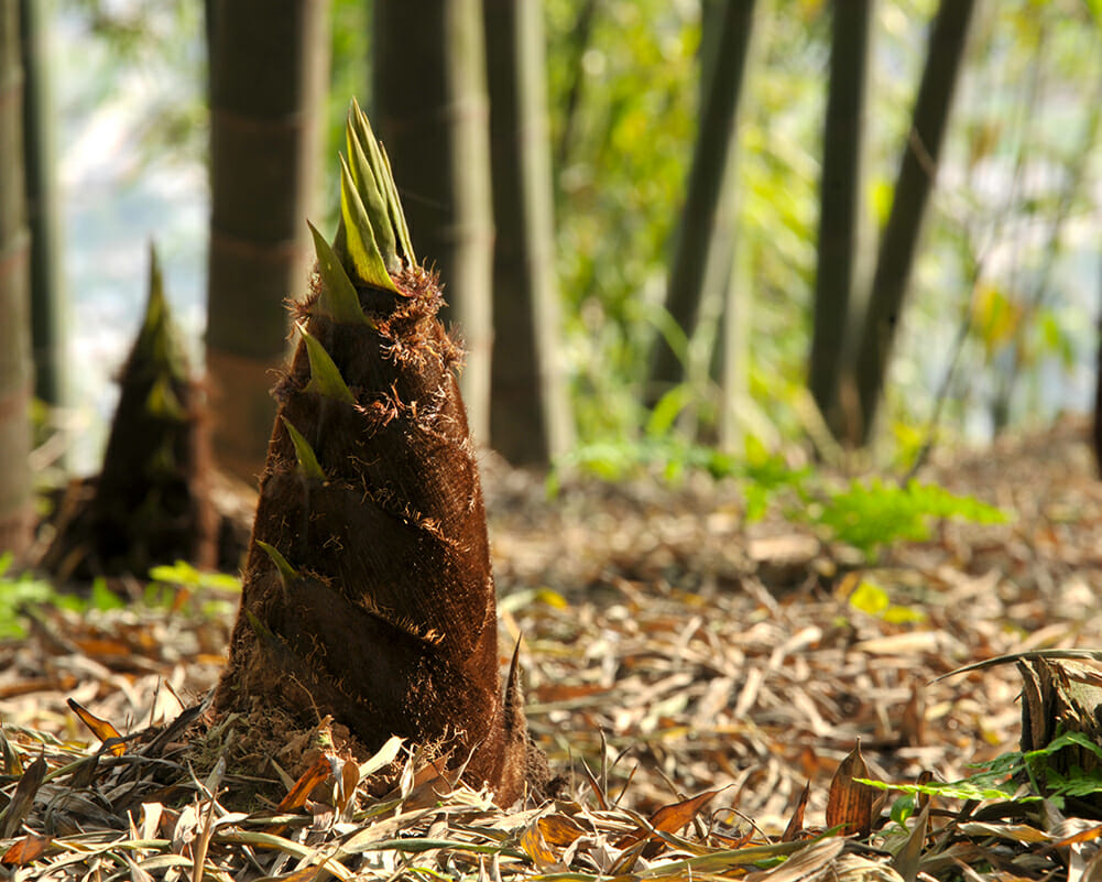 New growth of Moso Bamboo Shoot in Spring
