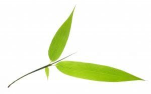 Closeup of green bamboo leaves twig,Isolated on White Background.