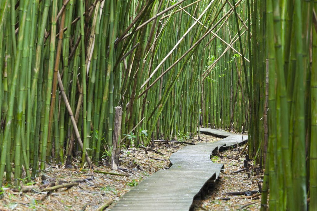 Bamboo cane not lasting