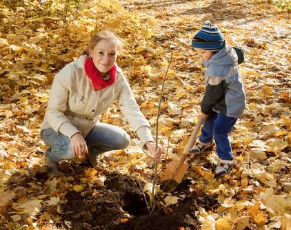 Осенняя посадка деревьев и кустарников практикуется садоводами во многих странах