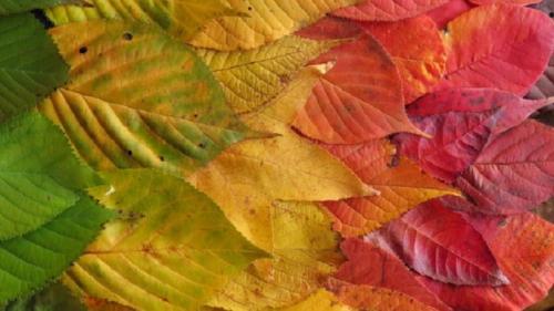 Какие деревья меняют окраску осенью. Тайна осенних красок. Почему листья меняют свой цвет
