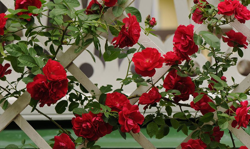 Многолетний кустарник роза