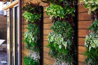 Вертикальное озеленение стены