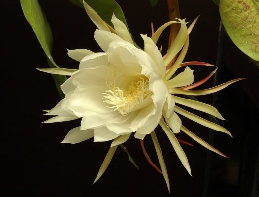 Кадупул — самый красивый цветок мира
