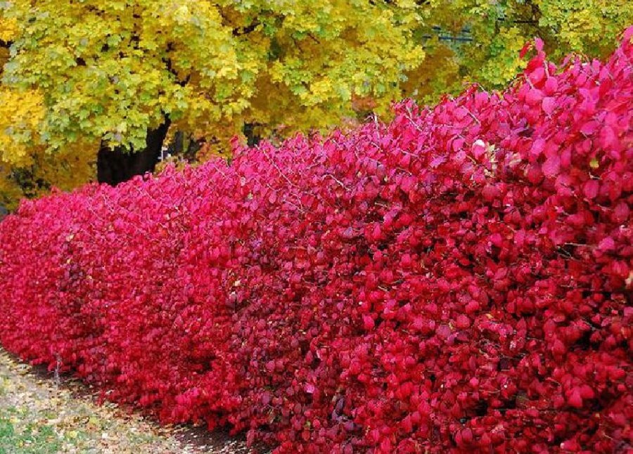 Красные листья на барбарисе в живой изгороди
