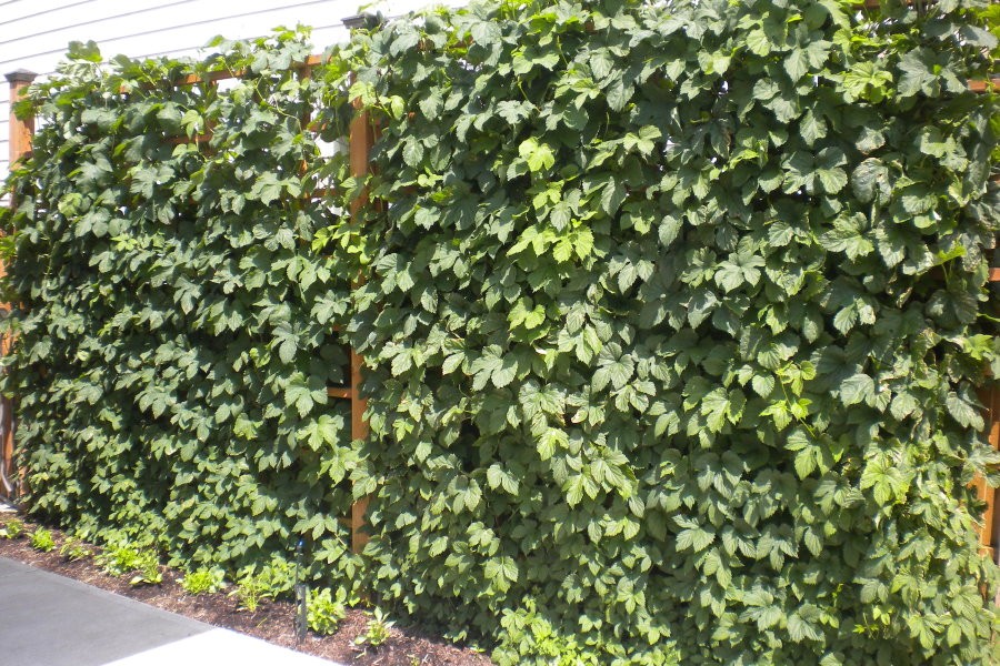 Зеленая стенка из обыкновенного хмеля