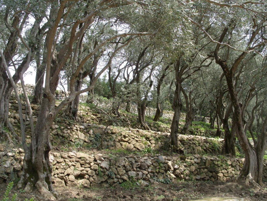 Старые деревья маслины на участке с рельефом