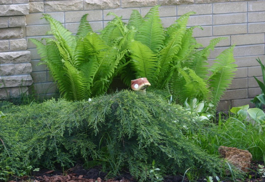 Вечнозеленый можжевельник на фоне садового папоротника