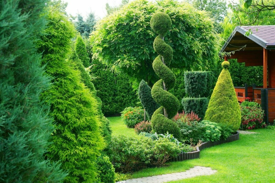 Фигурная стрижка вечнозеленых растений на садовом участке