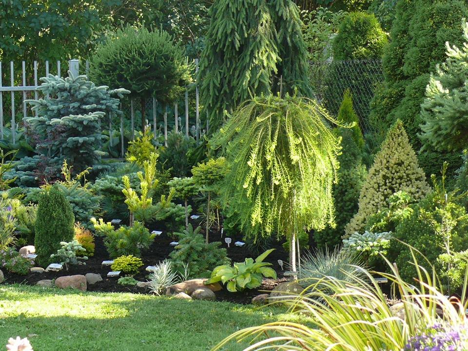 Садовая композиция из вечнозеленых растений