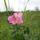 prairierose