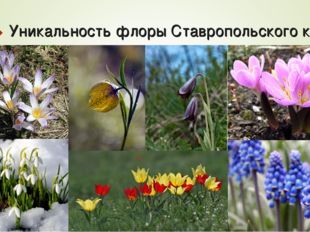 Уникальность флоры Ставропольского края 