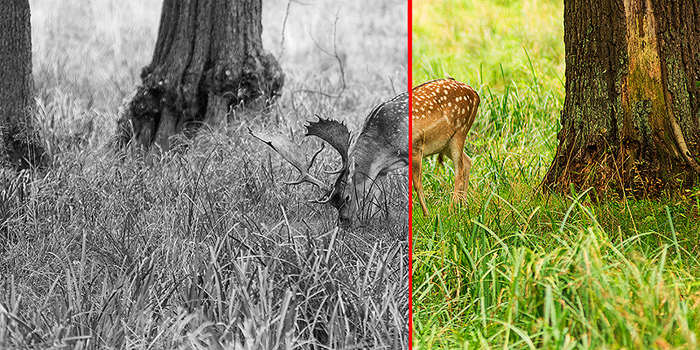 Low contrast before-and-after scene of deer in grass