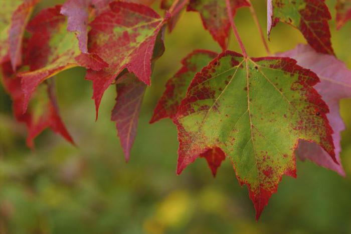 почему деревья осенью сбрасывают листья