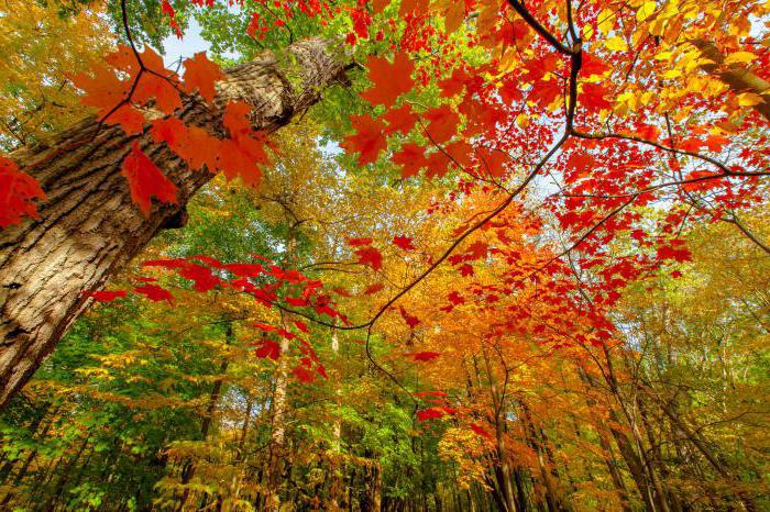 какие деревья первые сбрасывают листья осенью