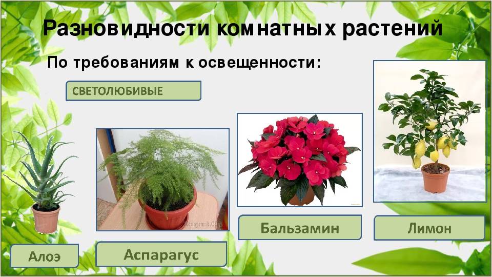 Проект разновидность комнатных растений