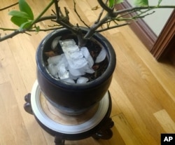 Be careful not to overwater houseplants, like this lemon tree, growing inside a home near Langley, Washington. Plants lose oxygen when they get too much water, especially the roots, and will drown. Ice cubes melt slowly. (Dean Fosdick)