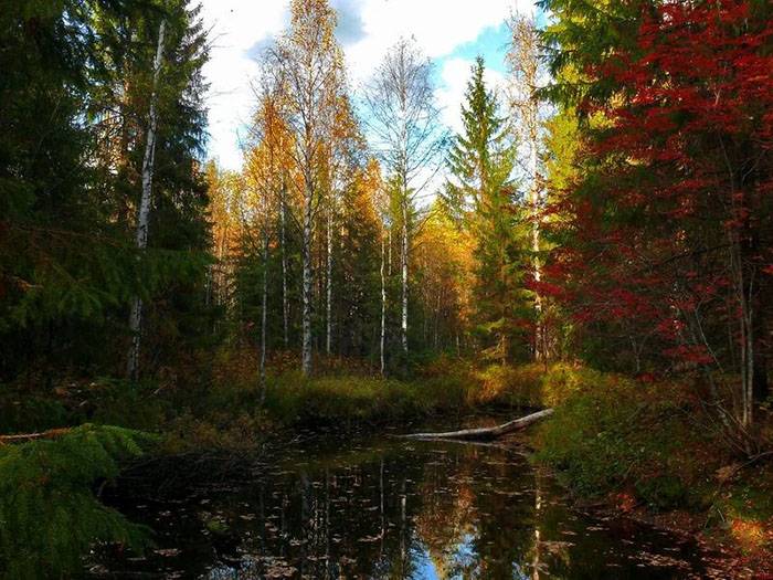 Фото деревья юга россии