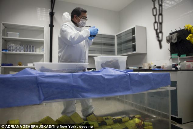 Dr Alejandro Hernández Cárdenas (pictured) has developed an unusual method to transform gnarled human remains into plumper and more life-like bodies. He plunges whole bodies - as well as body parts (pictured in the boxes) into a large tank filled with a secret mixture of chemicals