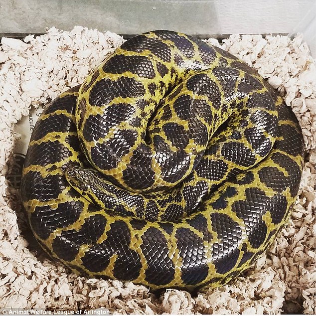 This 5ft juvenile yellow anaconda was removed from the toilet at a Virginia apartment by Arlington County Animal Control last week