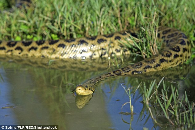 Although they are non-venomous, yellow anacondas can be dangerous when they reach their full size. They can grow up to 13ft and weigh more than 100lb (file photo of adult anaconda)