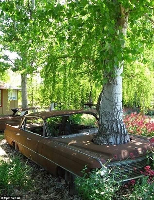This almighty tree has managed to burst through the bonnet of this car while growing 