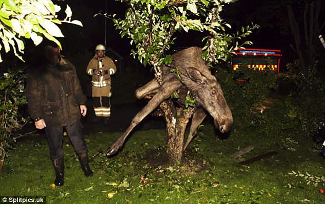 A clumsy elk was unable to continue its journey after colliding with a tree 