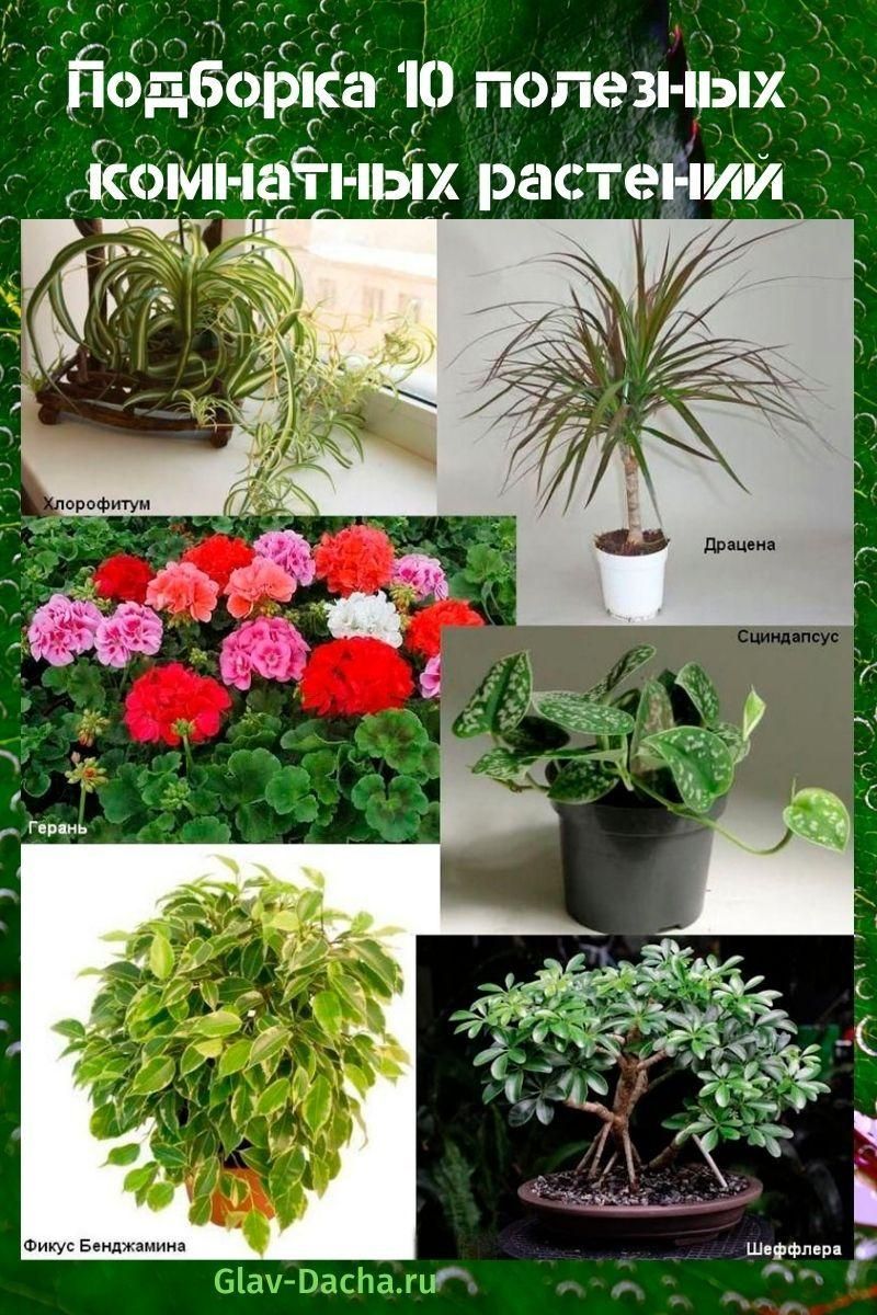 Самые редкие комнатные растения фото и названия