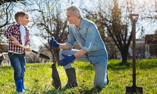 Можно ли сажать плодовые деревья в октябре