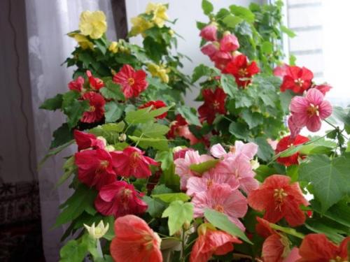 Неприхотливые комнатные цветы для квартиры. 10 самых неприхотливых комнатных цветов, цветущих круглый год